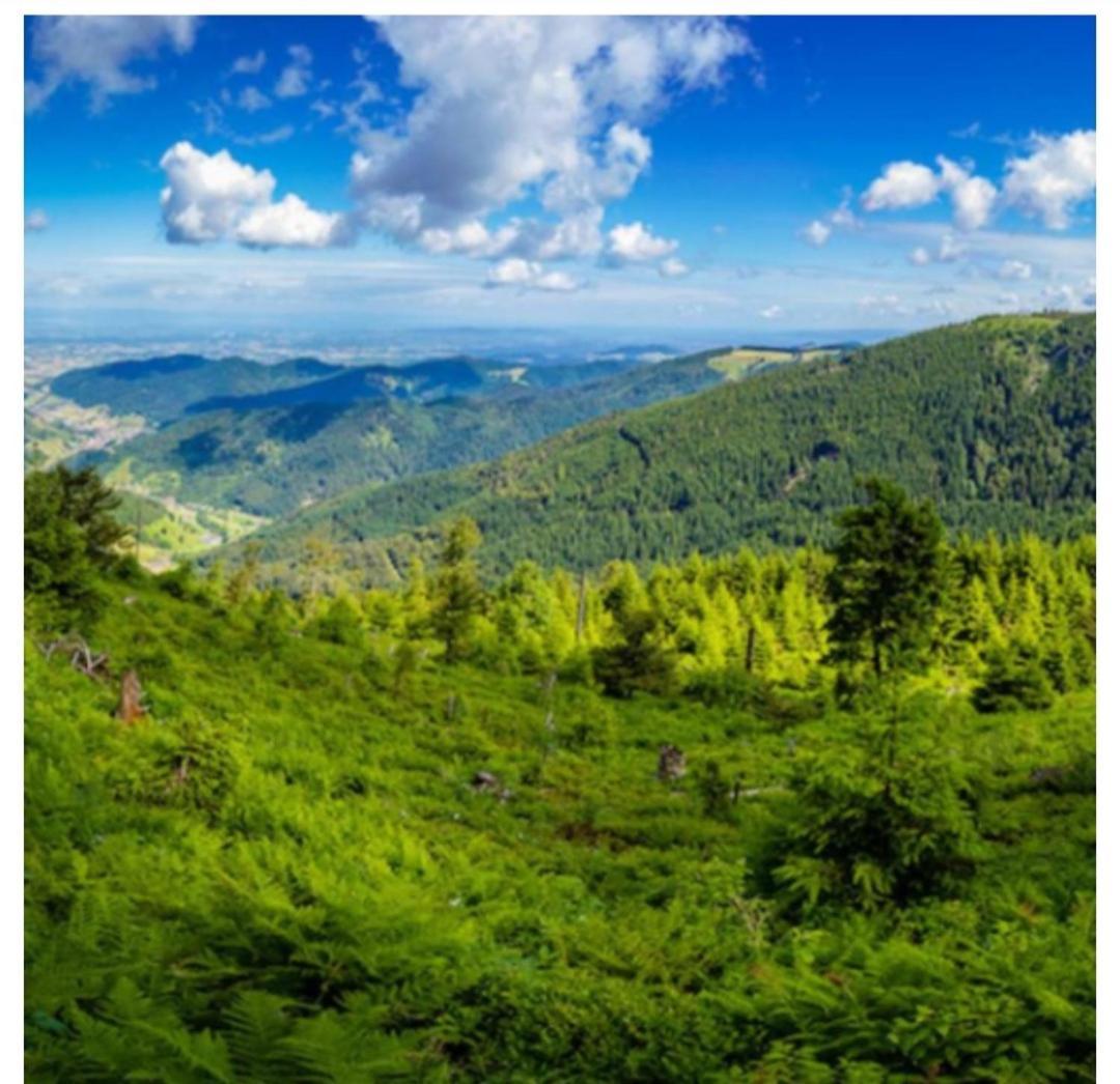 Naturblick Baiersbronn Exterior foto